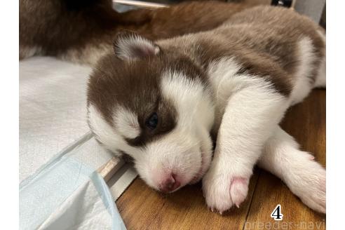 成約済の青森県のシベリアンハスキー-385018の7枚目